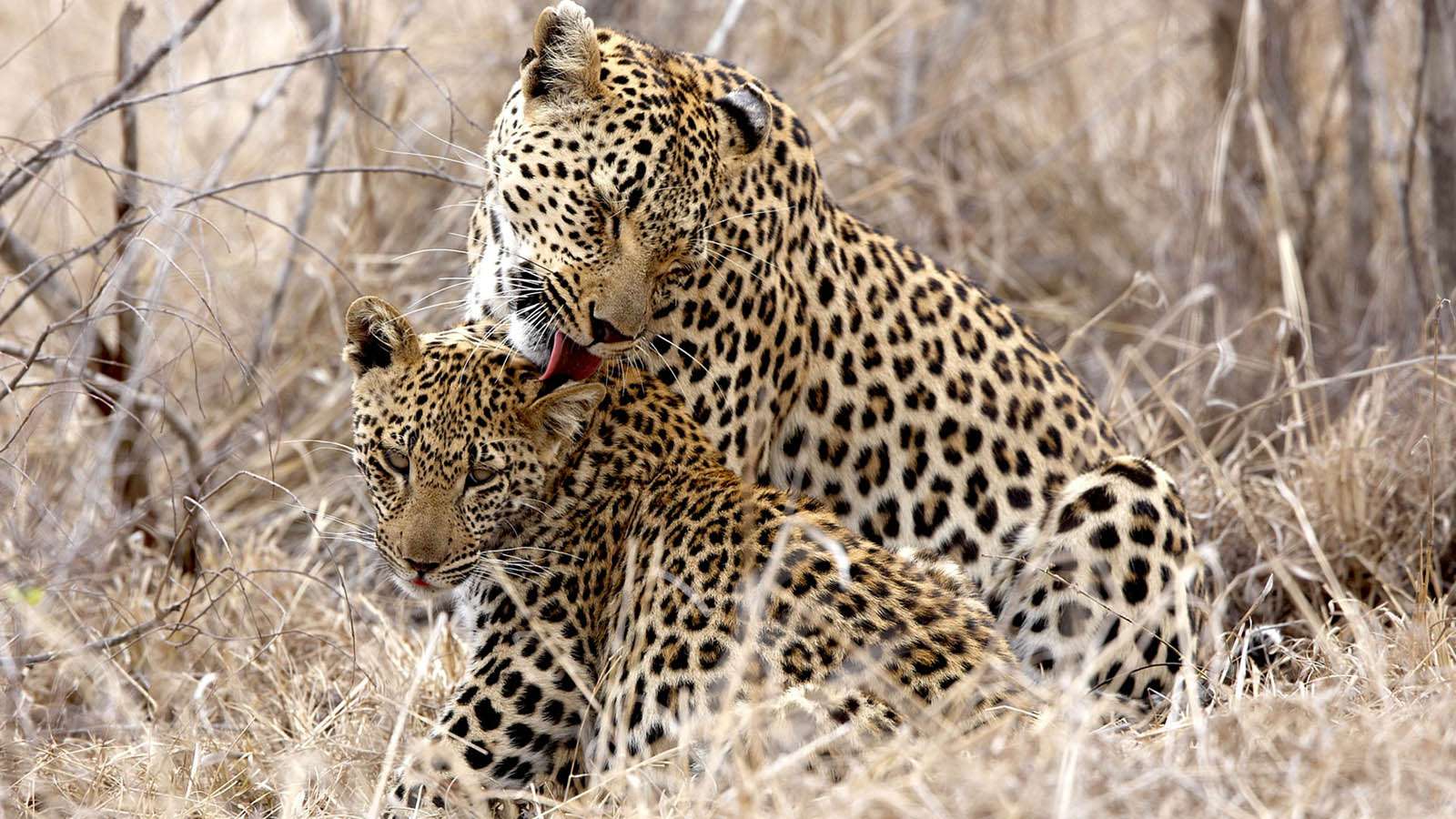 South Africa Safari Luxury Safari Tours & Holidays in South Africa