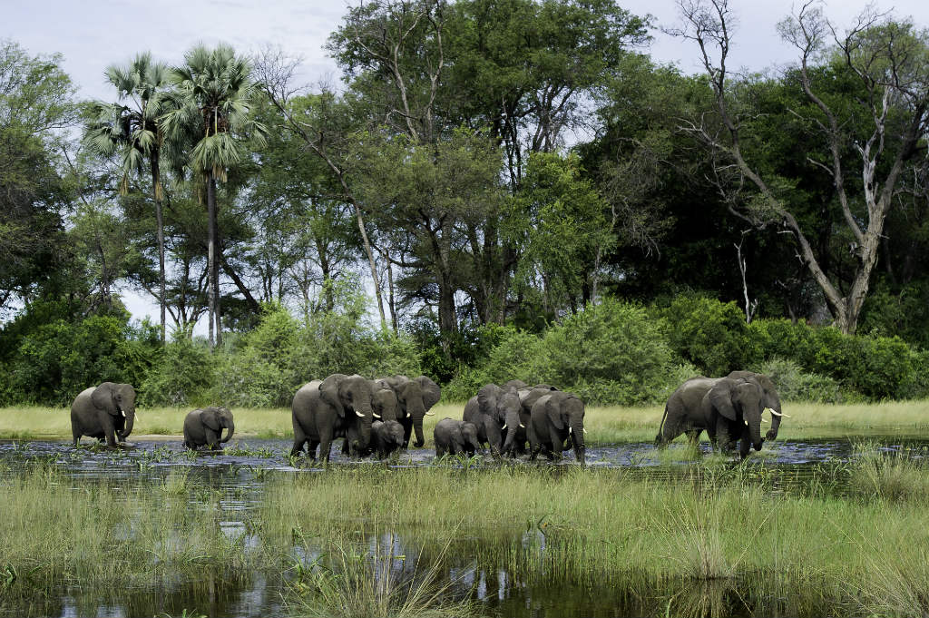 Image result for Top 4 Reasons to Safari in Africa
